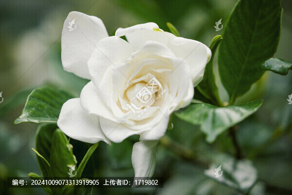 一朵梔子花特寫