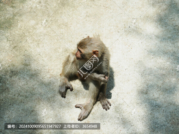 動(dòng)物園猴子俯視圖