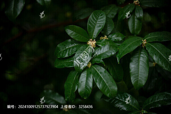雨水節(jié)氣的植物綠葉