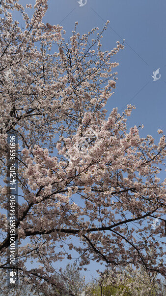 櫻花