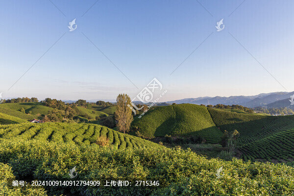 信陽毛尖茶山
