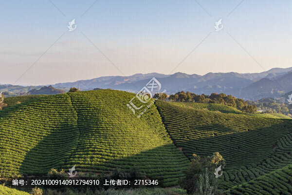信陽毛尖茶山