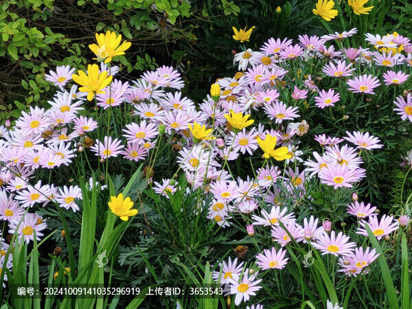 太陽花