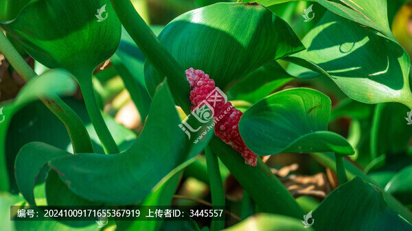 福壽螺的卵