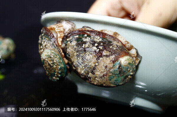 鮑魚