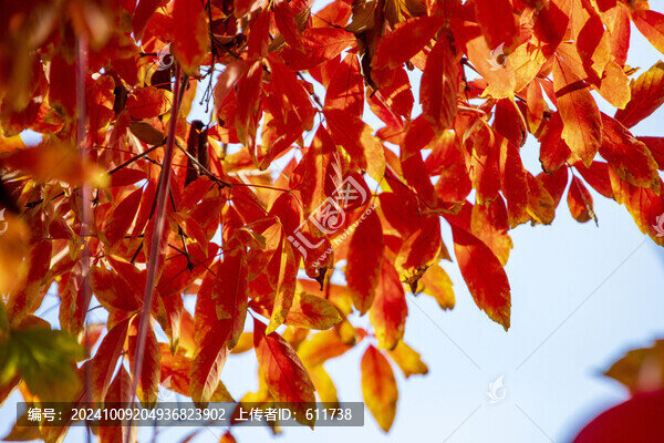 紅楓葉
