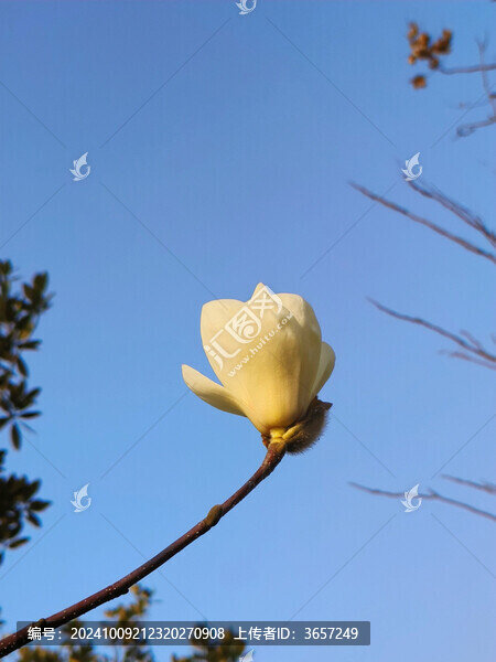 玉蘭