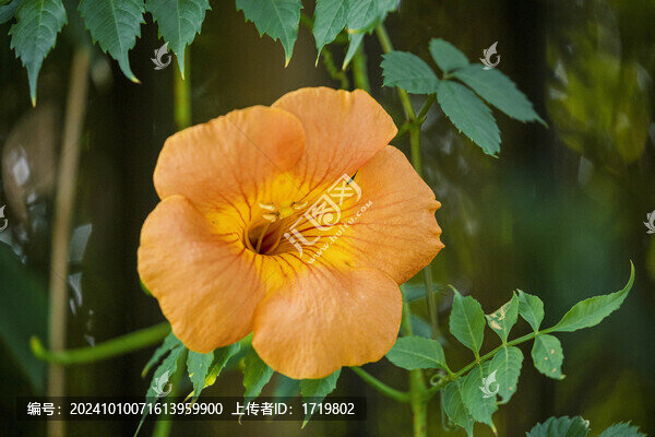 一朵橘色的凌霄花