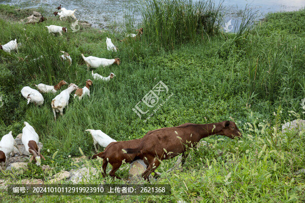 放養(yǎng)山羊