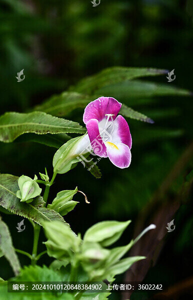 粉紫色蝴蝶花特寫(xiě)