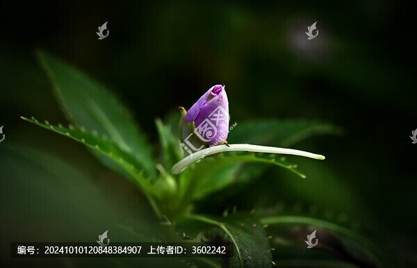 紫色花苞的鳳仙花