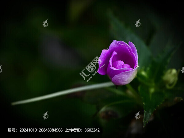 紫色花苞的鳳仙花