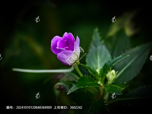 紫色花苞的鳳仙花