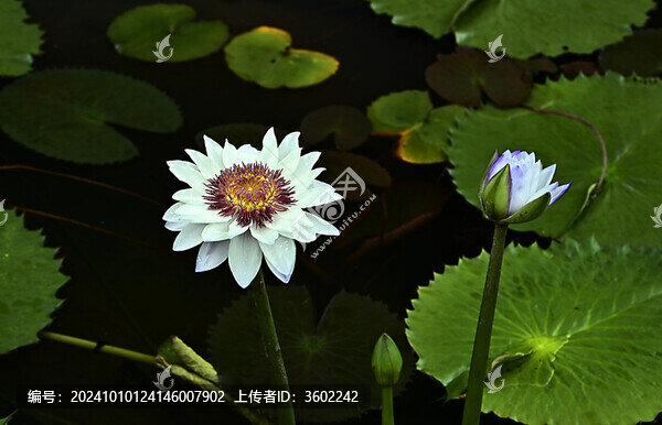 池塘里盛開的白色睡蓮特寫