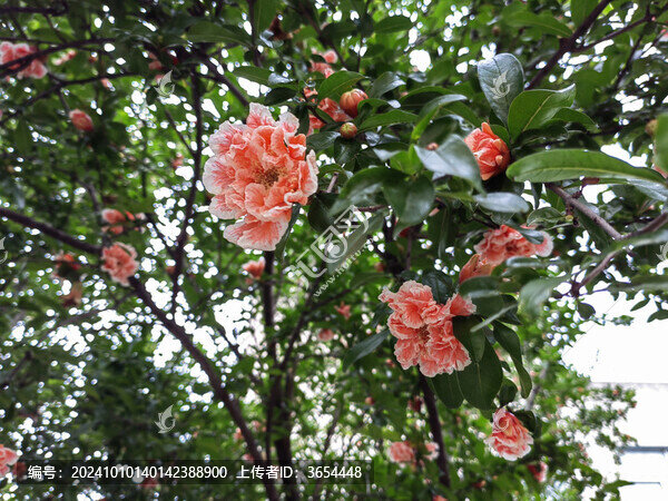 桃花