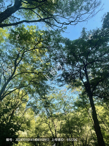 秋天的森林