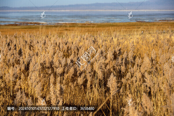巴里坤湖的蘆葦蕩