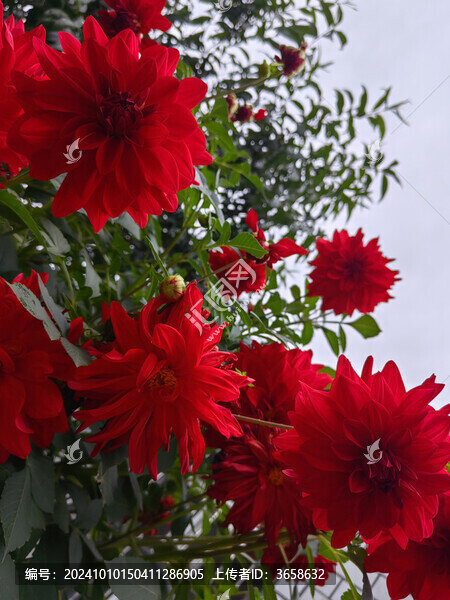 院子里地瓜花