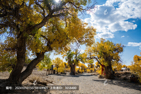 昌吉鳴沙山胡楊林景區(qū)