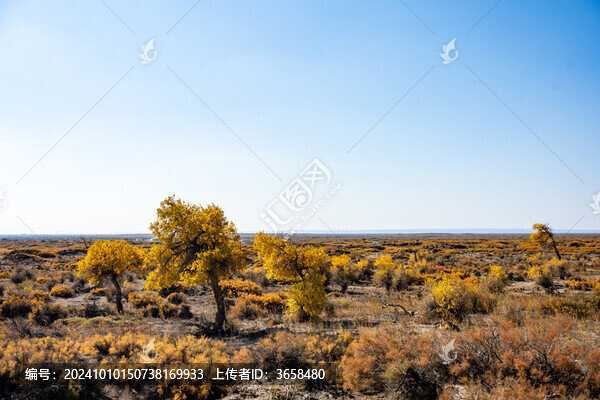 昌吉鳴沙山胡楊林景區(qū)