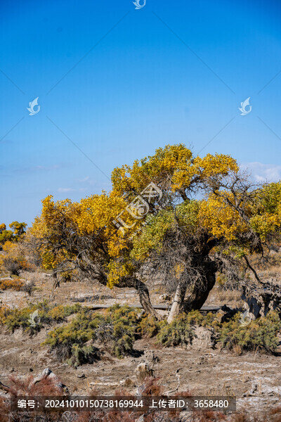 昌吉鳴沙山胡楊林景區(qū)