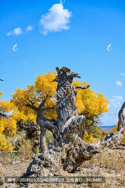 新疆昌吉鳴沙山胡楊林景區(qū)