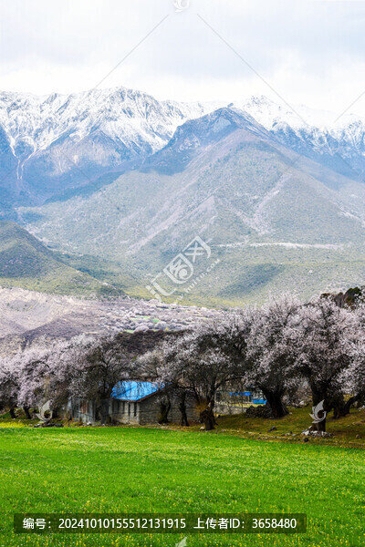 林芝波密桃花