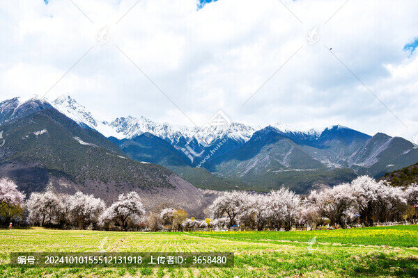 林芝波密桃花