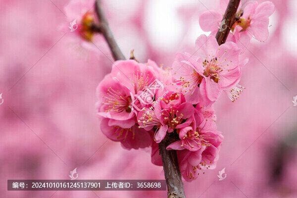 春花爛漫梅花盛開