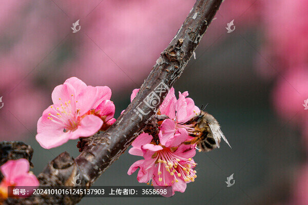 春花爛漫梅花盛開
