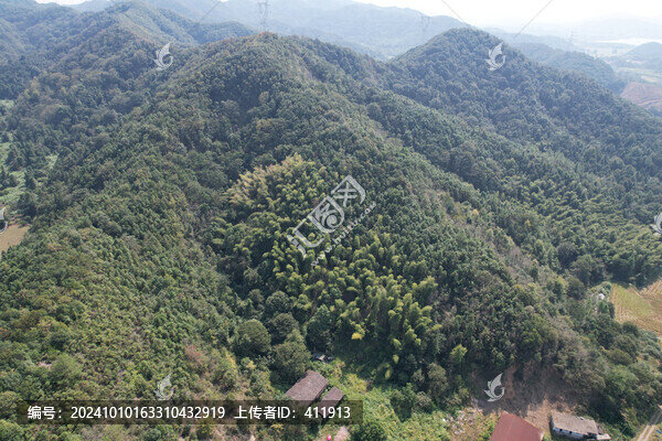 竹林