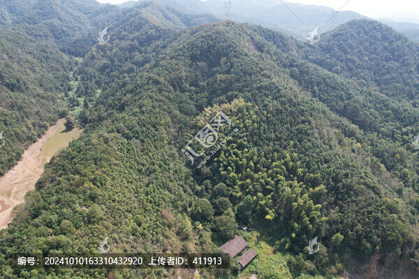 竹林