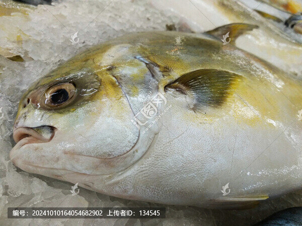 金昌魚