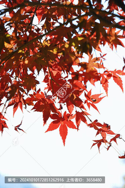 從化石門森林公園楓葉