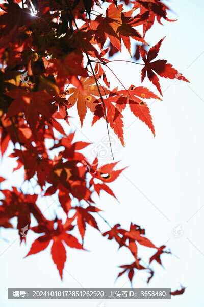 從化石門森林公園楓葉