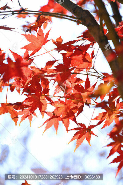 從化石門森林公園楓葉