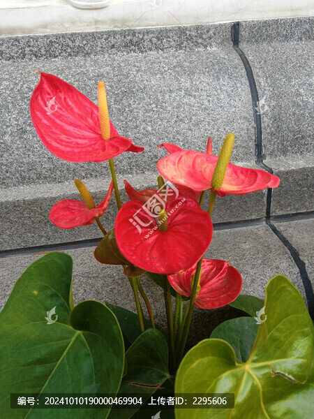 火鶴花
