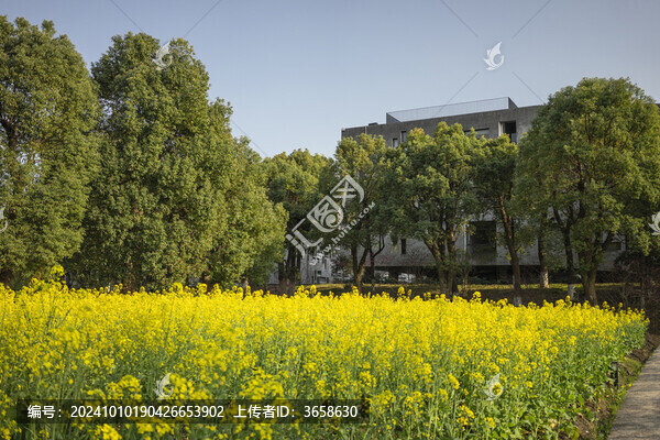 中國美院象山校區(qū)內(nèi)的油菜花田
