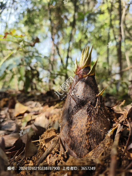 春筍