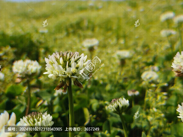 車軸草三葉草