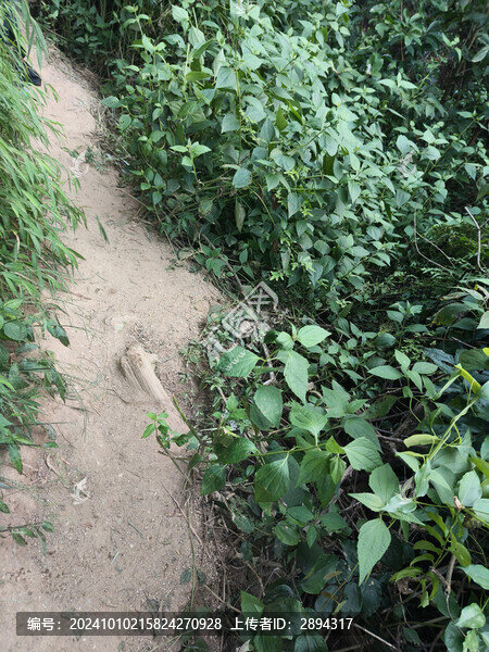 深圳陽臺山