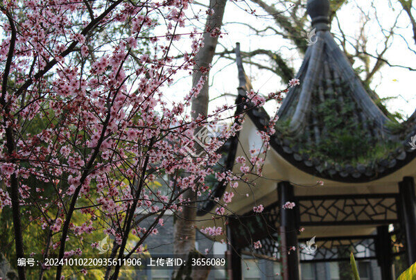 梅花
