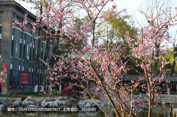梅花