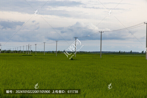綠油油的稻田