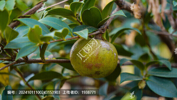 碩果累累的油茶樹
