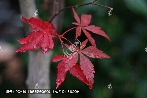 清晨滴著露珠的紅楓葉