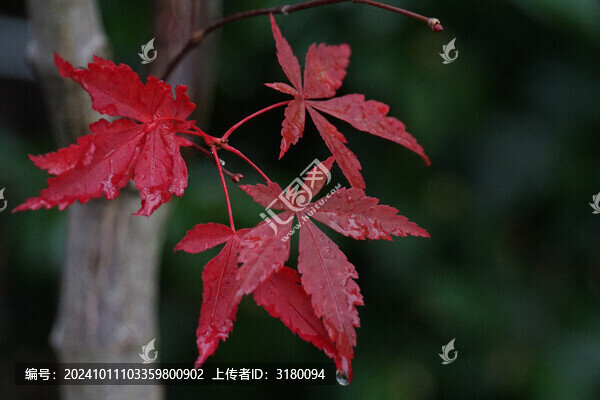 清晨滴著露珠的紅楓葉