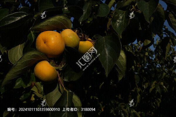 樹上的柿子