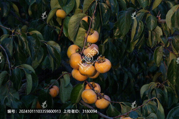 樹(shù)上的柿子