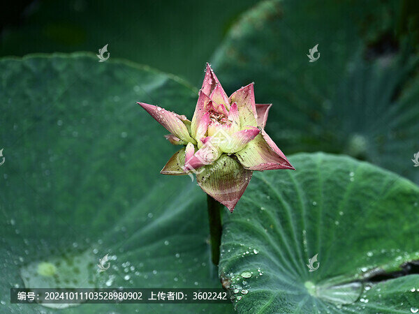 雨后的荷花